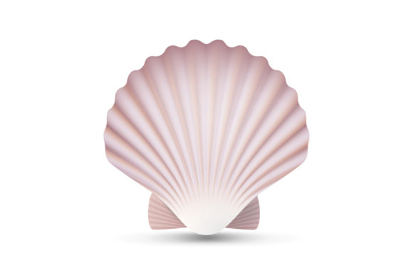 Download Scallop Seashell Vector. Ocean Mollusk - Premium Resources