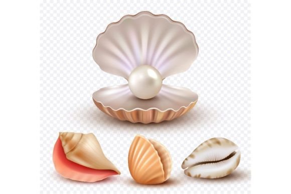Download Realistic Seashells. Mollusk Shells - Premium Resources