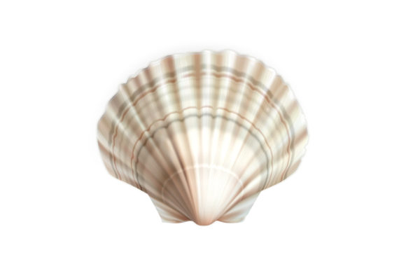 Download Scallop Shell Decorative Ocean Mollusk - Premium Resources