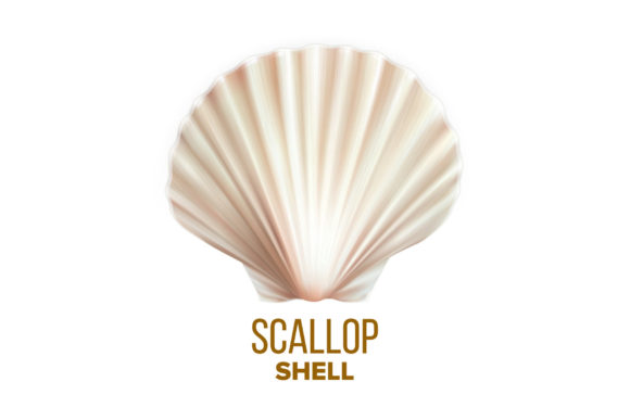 Download Scallop Shell Ocean Mollusk Protection - Premium Resources